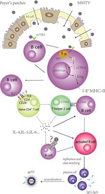 Intestinal Immune System and Amplification of Mouse Mammary Tumor Virus